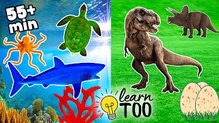 Sea Animals and Dinosaurs for Kids Learn Ocean Animals and Dinosaurs for Kids and Toddlers  T Rex [upl. by Notle171]