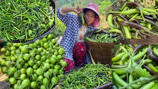 Bountiful Veggies Harvest Achievements  Pure Organic Summer Veggies 🍆 Life In Nagaland [upl. by Alletsyrc]