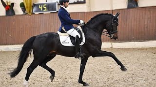 Escamillo M first test Escolar x Rohdiamant approved stallion [upl. by Pirri]