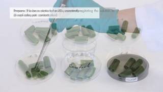 Thrips  IRAC Susceptibility Test Method No 010 [upl. by Rianon919]