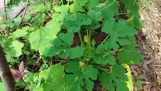 Butte de permaculture au Sénégal Mboro Évolution 07 juillet 2018 [upl. by Scevo]