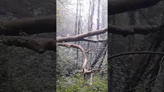 Arbre mort forest forestsounds camping mood travel survival winter nature [upl. by Hoi]