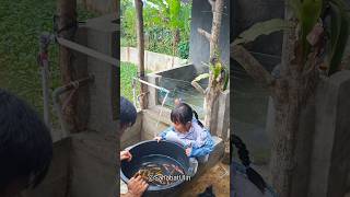 LEPASIN IKAN BANYAK DI KOLAM DE IJA [upl. by Duval304]