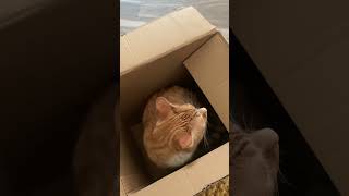 “All cats love boxes” [upl. by Razid]