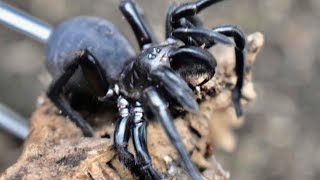 Unboxing Dangerous Funnel Web Spider [upl. by Hgielime]