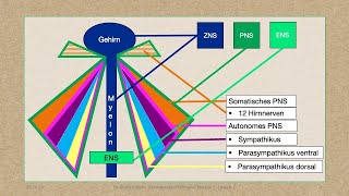 Modul 5 Lektion 14 Anatomie das Gehirn [upl. by Perceval467]