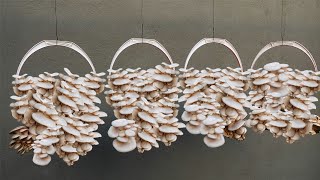 Great Technique For Growing Mushrooms At Home  The Complete Guide [upl. by Ociredef]