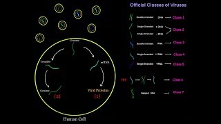 Virus Life Cycle for Different Viral Genomes dsDNA ssDNA dsRNA ssRNA  sense  sense MCAT [upl. by Weldon600]