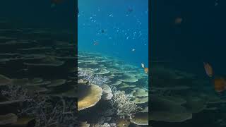 Table corals at Hakura Thila in the Maldives fish coralreef diving [upl. by Panthia816]