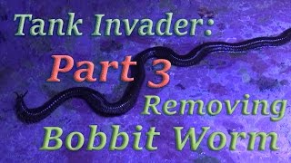 Bobbit Worm Removal Tank invader part 3 [upl. by Minardi810]