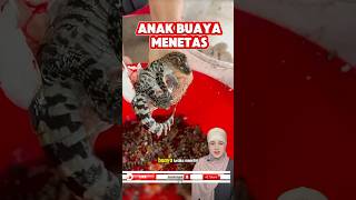 Video unikampmenarik Anak buaya menetas shortvideo shorts [upl. by Urana]