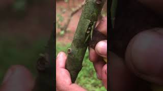 Best and Quick T Cut Budding for Avocado Trees avocado budgrafting graft [upl. by Lleuqar720]