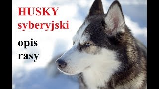 HUSKY syberyjski  OPIS RASY [upl. by Assennej]