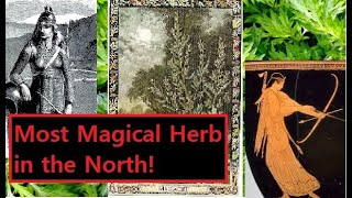 Mugwort in European Pagan Tradition Uses Magic History Benifits [upl. by Critchfield]