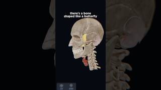 Sphenoid bone anatomy explained in 3D with VOKA Anatomy Pros 3D model [upl. by Yentnuoc]