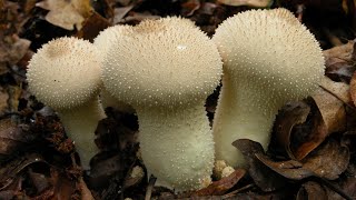 How many types of poisonous and edible mushrooms are there Join me in the forestThe Mushroom Era [upl. by Carpet]