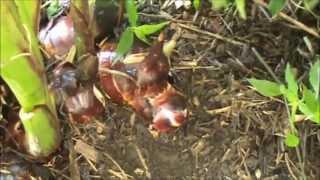 Harvest amp How to Cook Queensland Arrowroot  Canna Panfried [upl. by Adierf]