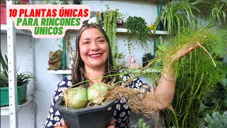 10 Plantas Exóticas Para MiniJardines Urbanos [upl. by Anahsahs859]