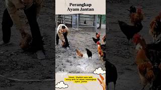 VIRAL PERANGKAP AYAM JANTAN [upl. by Ilera531]