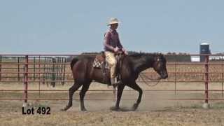 Jamison Ranch Quarter Horses 2013 [upl. by Retnuh]