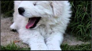 Cuccioli Pastore Maremmano Abruzzese  Maremma Sheepdog Puppies [upl. by Dhumma]