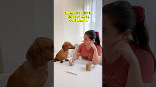 Me ESCAPO con MAMÁ‼️😂 perrosalchicha dachshund teckel mascotas humor doglover perros [upl. by Folberth448]