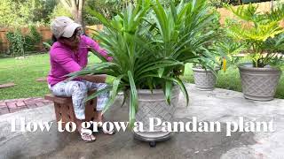 How to grow a Pandan plant  Amma Time [upl. by Mozza860]