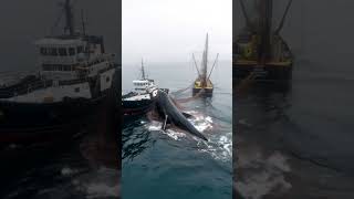 Giant Whale Captured by Fishing VesselWhaling OperationMarine EcologyWhale in Fishing Net [upl. by Burhans]