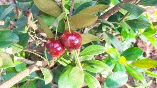 apresentando a rara CEREJA DA AUSTRÁLIA OU EUGENIA REINWARDTIANA fruta que vai em vaso [upl. by Nahamas]