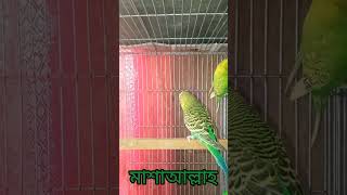 বাজরিগার পাখির নতুন জোড়া দিলাম  কেমন হয়েছে bajrigar classic birdslover [upl. by Iblok]