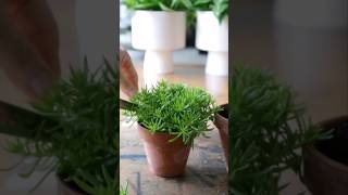 Lemon Ball Propagation shorts indoorplants asmr easy green [upl. by Wolfe]