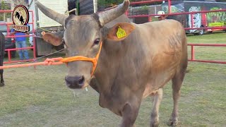 ¡¡HUELE A POLVORA EN EL RUEDO Gonzalez Ranch En Xochihuehuetlan Gro 2024 [upl. by Stolzer529]