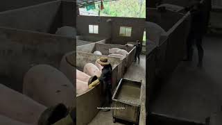 Pigs Feeding Process In Farm [upl. by Roldan]