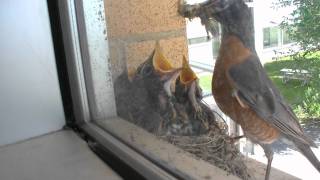 TimeLapse of Robins nest from June 17th to July 11th [upl. by Susy]