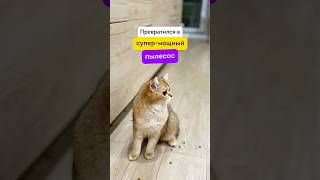 Я пылесос смешнойкот котик котятки кот [upl. by Oirramaj]