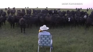 Farmer plays trombone for cows [upl. by Mcleod]