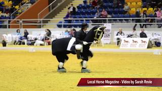 Qld Festival of Dressage  Harold the Horse  Freestyle [upl. by Kauslick]