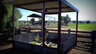 BEST Outdoor Bearded Dragon Enclosure [upl. by Curt]