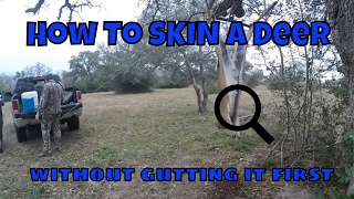 The Gutless Method to Skin a Deer gutlessmethod skin deer without gutting [upl. by Peedsaj]