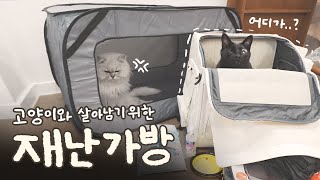 고양이 집사라면 당장 준비하세요 [upl. by Nerok]