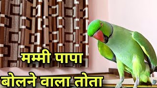 Talking parrot •• Mummy Bolne Wala Tota •• pattu parrot talking •• ⁠◔⁠‿⁠◔⁠ [upl. by Hizar335]