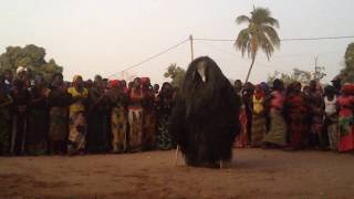 Kumpo dance in Kafountine Senegal [upl. by Ellocin]