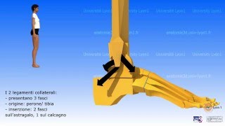 Artrologia della caviglia [upl. by Ennaimaj]