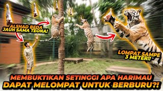 APAKAH BISA SELAMAT DARI HARIMAU JIKA KITA BERLINDUNG DIATAS POHON INI KETINGGIAN HARIMAU MELOMPAT [upl. by Aneetsirk]