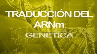 Traducción del ARNm Parte 1  Genética [upl. by Akeemahs]