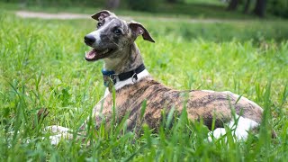 How to Train Your Whippet for Racing A StepbyStep Guide [upl. by Lazare]