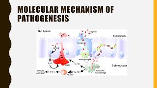 Shigella pathogenesis symptoms diagnosis amp Treatment pathogenesis [upl. by Delora]