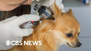 Dog flu cases on the rise this winter [upl. by Ahsinat]