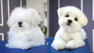 MALTESE PUPPY FIRST GROOMING WITH SCISSOR ✂️❤️🐶 cuteness guaranteed [upl. by Hplar]