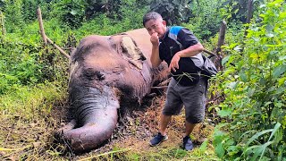 Who killed This Poor Elephant 😭😭 [upl. by Ueih]